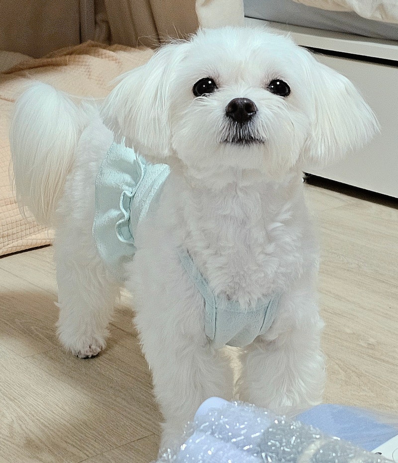 흰색 강아지 꿈 해몽 풀이 무슨뜻일까 하얀 개꿈