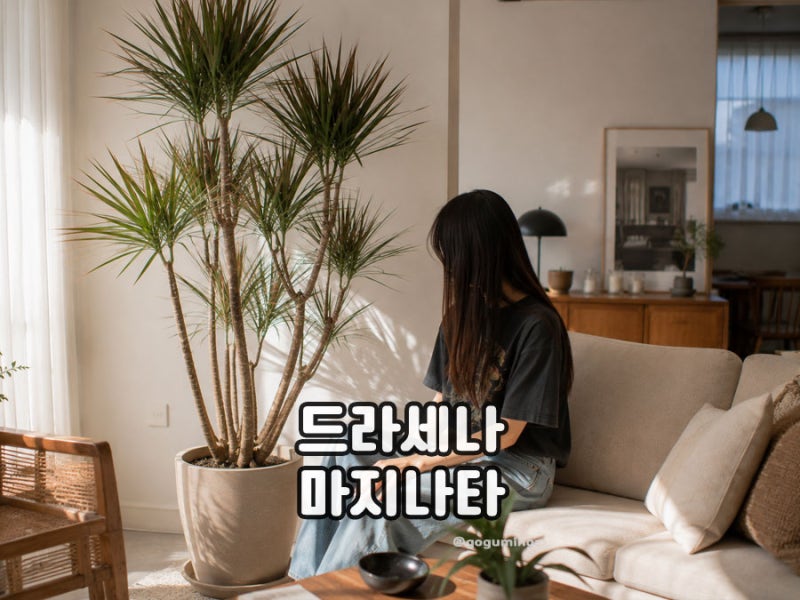 드라세나 마지나타 레인보우 키우기 물주기와 가지치기 관리법