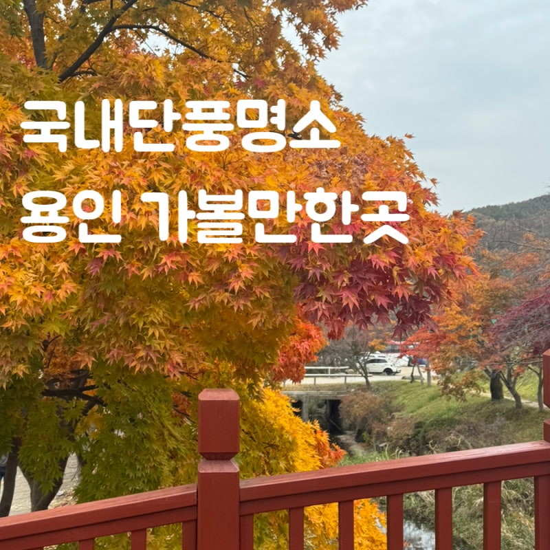 용인 한국외대 글로벌캠퍼스 국내단풍명소 가볼만한곳 주차