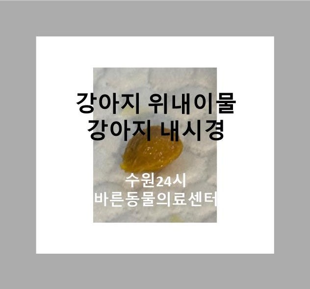 봉담수원강아지내시경 / 봉담수원강아지소장이물 / 강아지이물 / 강아지구토 / 수원24시동물....