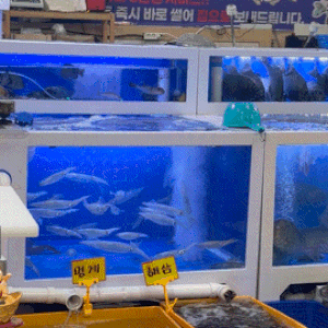 제주 한림 회포장 가성비 최고! 한림수협 수산물 직판장 3인가족 4만원 회세트 후기
