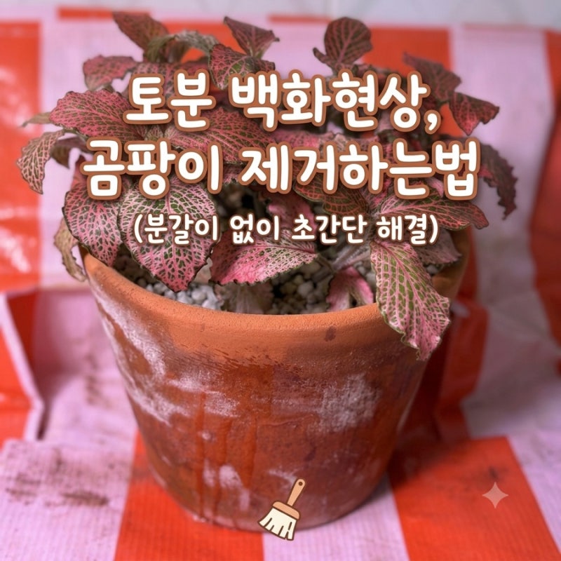 토분 곰팡이 백화현상 제거, 다이소 구연산수로 5분 만에 없애는 법
