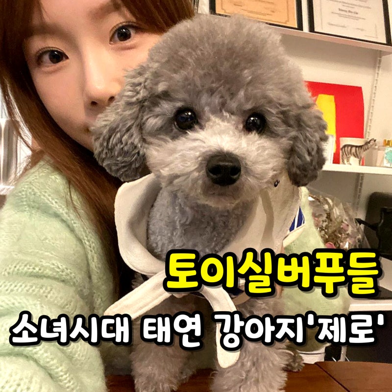 소녀시대 태연도 키우는 실버토이푸들 종류 분양 미용 스타일