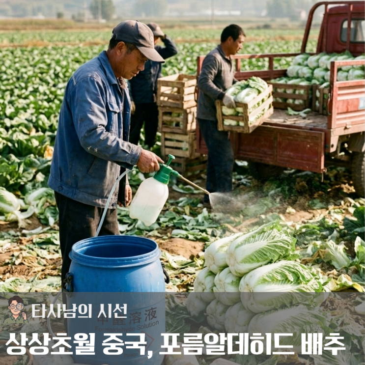 "<b>배추</b> 신선도 유지하려 시신 보관용 화학 용액 사용"··· 중국산 포....