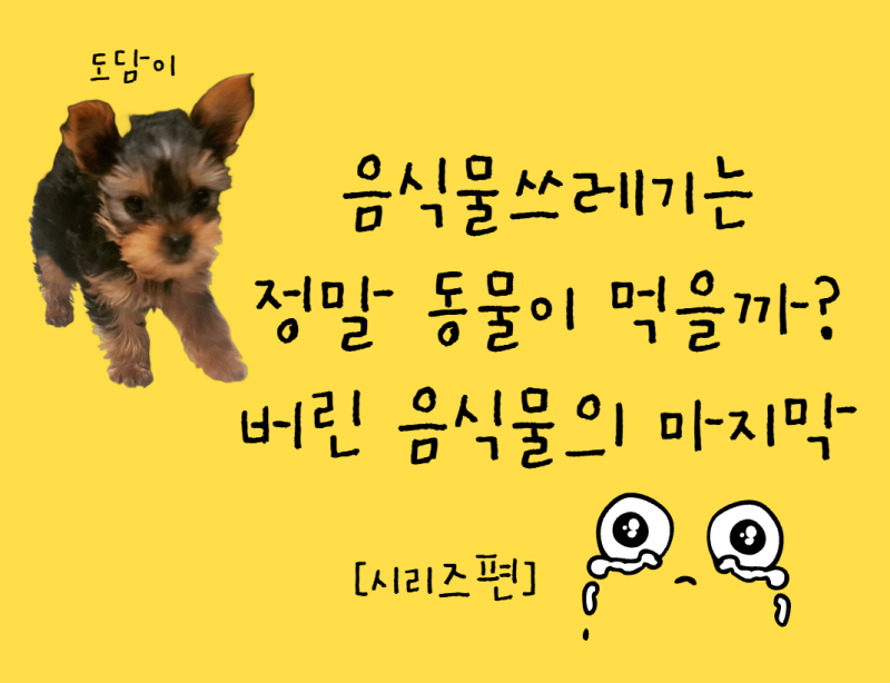 음식물쓰레기는 정말 동물이 먹을까? 버린 음식물의 마지막