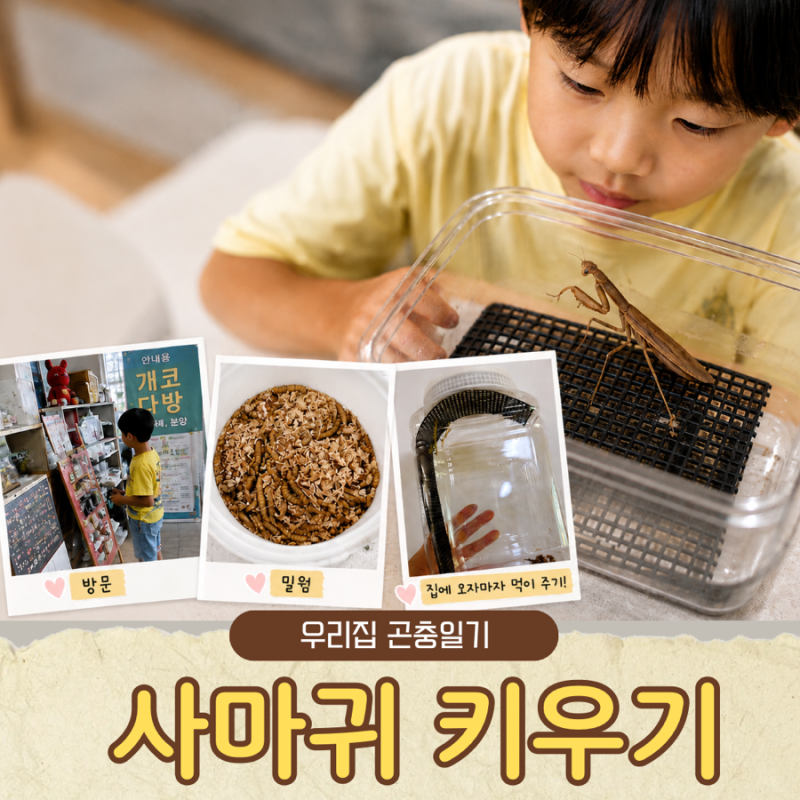 사마귀 키우기 시작한 초 1, 밀웜 100마리에 엄마가 놀란 이유