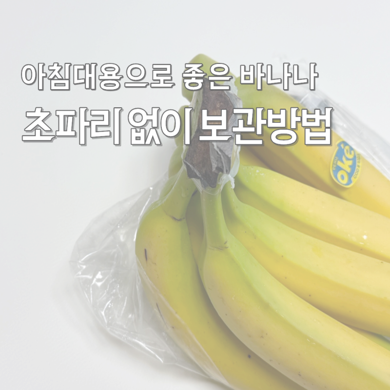 아침으로 딱 좋은 바나나 보관방법 초파리 안 생기는 간단한 방법