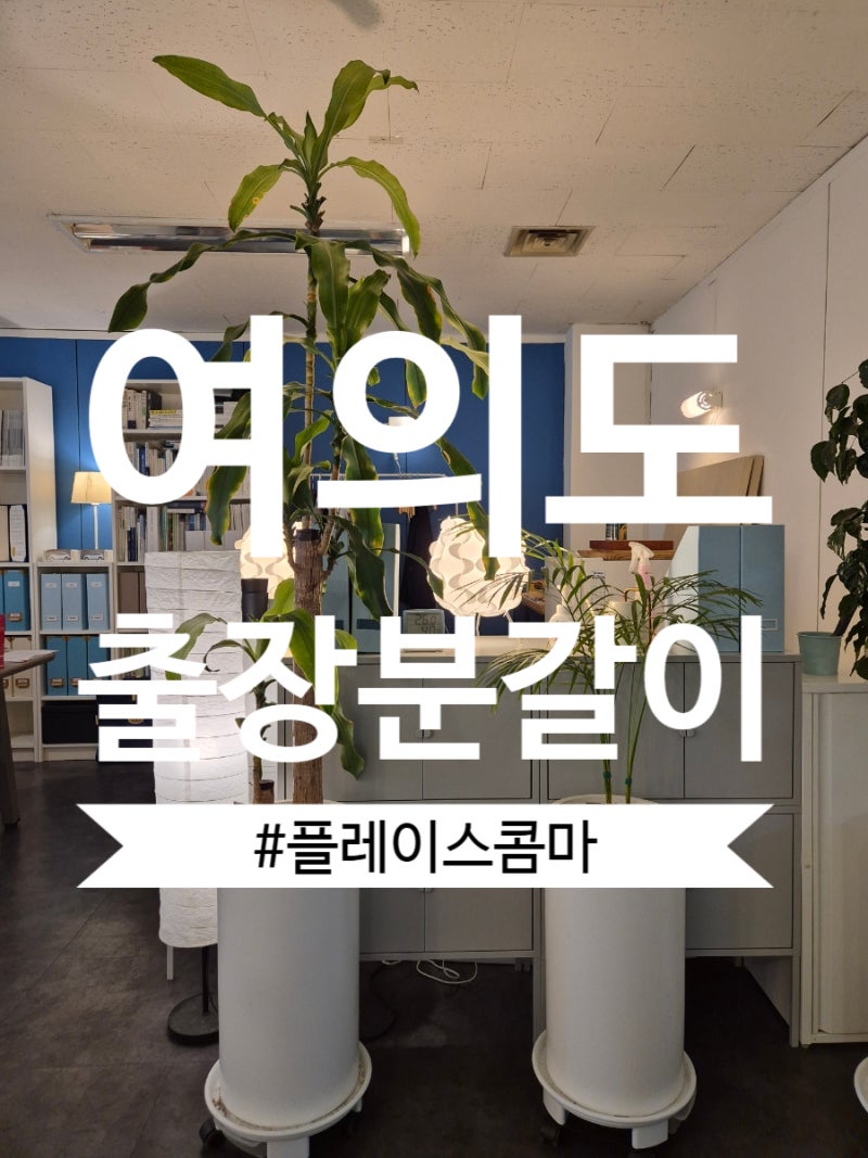 [영등포구 여의도 출장분갈이] 2년 만에 다시 만난 행운목·아레카야자｜뿌리 상태는 의외로 ....
