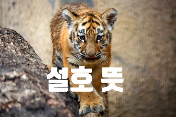 설호 뜻 (서울대공원 설호호랑이 탄생 스토리 근황)