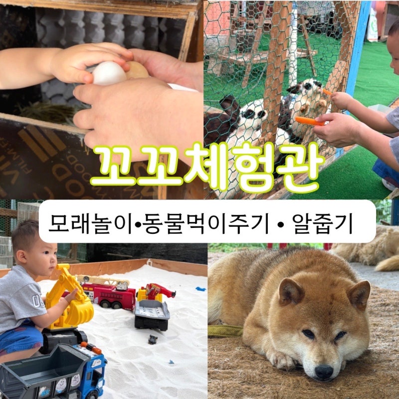 일산 아이와 실내 가볼만한곳 꼬꼬체험관 동물체험부터 유정란 알줍기까지
