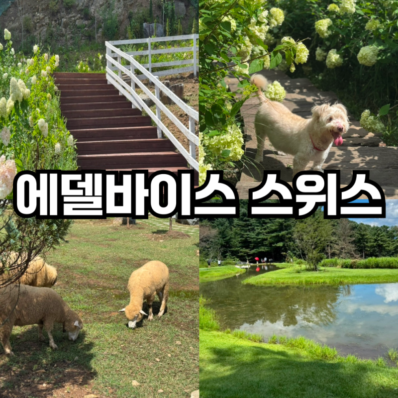 가평 가볼만한곳 에델바이스 스위스 테마파크 애견동반 후기