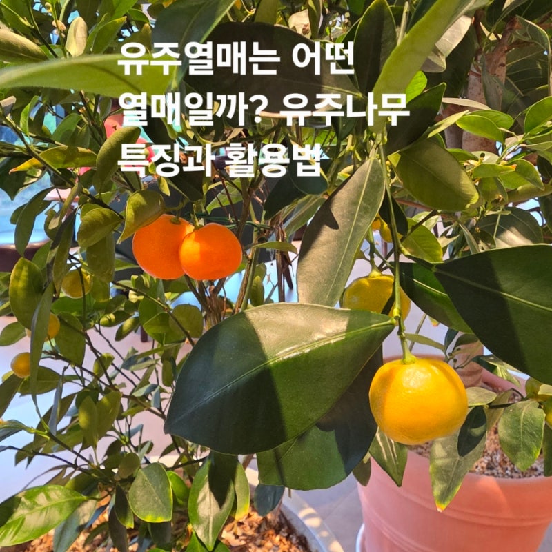 유주열매는 어떤 열매일까? 유주나무 특징과 활용법 총정리