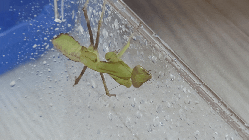 3령사마귀키우는방법 7령 물마시기 방아깨비 잠자리 메뚜기