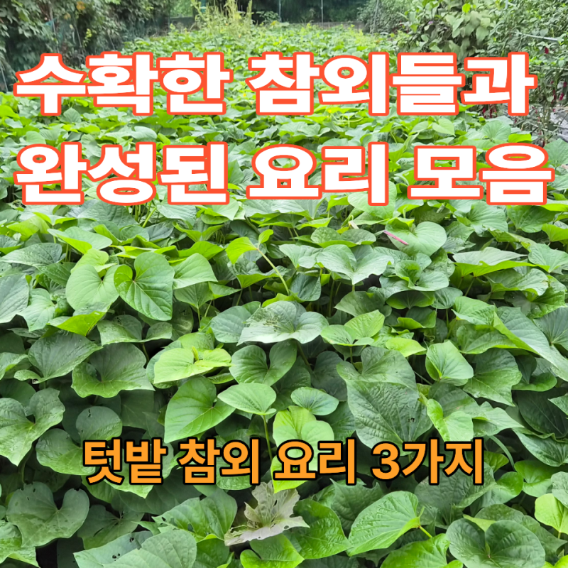 텃밭에서 갓 딴 싱싱함 그대로! 수확한 참외 활용 요리 3가지 & 참외피클 레시피