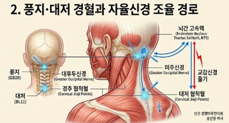 자율신경계 불균형과 교감신경절 중재 — 성상신경절(Stellate Ganglion) 영역의 한의학적 해부·....