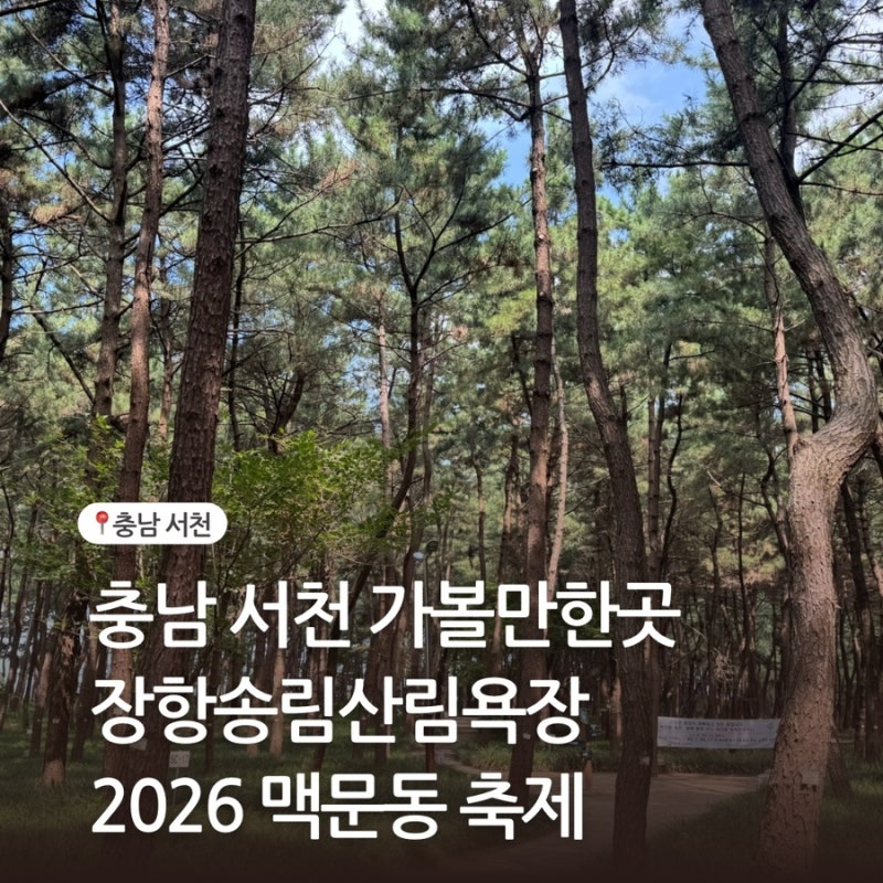 충남 서천 여행 코스 2026 맥문동축제 실시간 개화상태 장항송림산림욕장