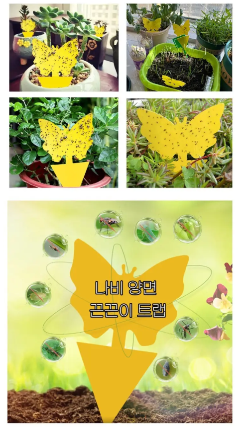 나비 양면 끈끈이 트랩으로 날파리 싹 잡는 법