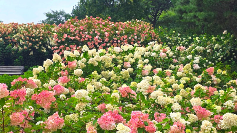 [Hapcheon Hwangmaesan Hydrangeas] The Legendary Place Where 