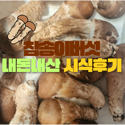 볶을까, 생으로 먹을까?” 참송이버섯 직접 먹어보니, 향과 식감이 달랐다