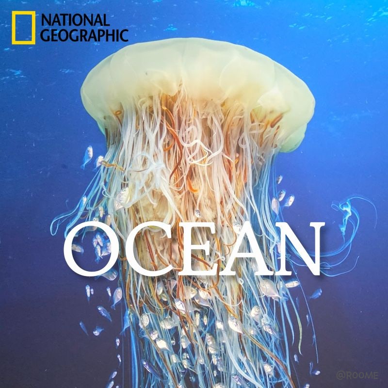 내셔널지오그래픽 전시회 후기 OCEAN ㅣ 아이와 함께 가기 좋은 바다 사진전 (충무아트센터 주....