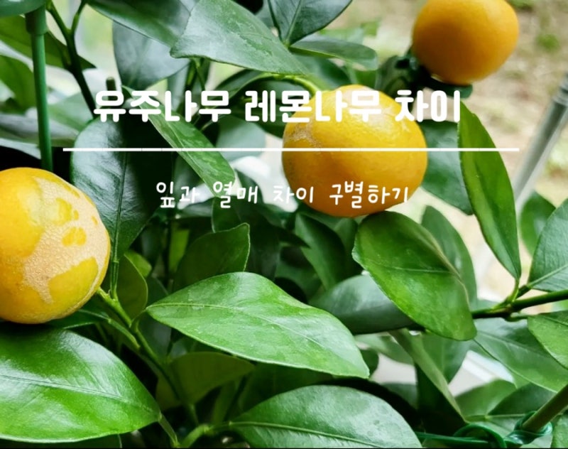 레몬나무인 줄 알고 키웠는데 유주나무? 잎과 열매 차이 구별하기