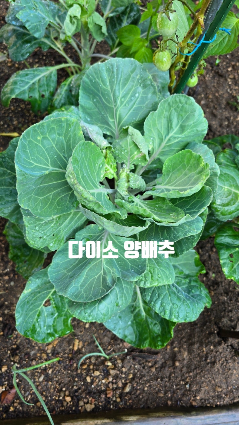 다이소 씨앗으로 대파·부추·양배추 키우기 현재 자란 모습 후기