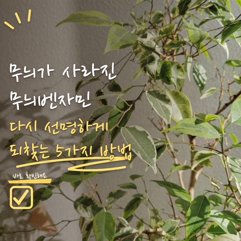 무늬벤자민 잎이 초록색으로만 나온다면? 무늬 다시 선명하게 만드는 관리법 5가지