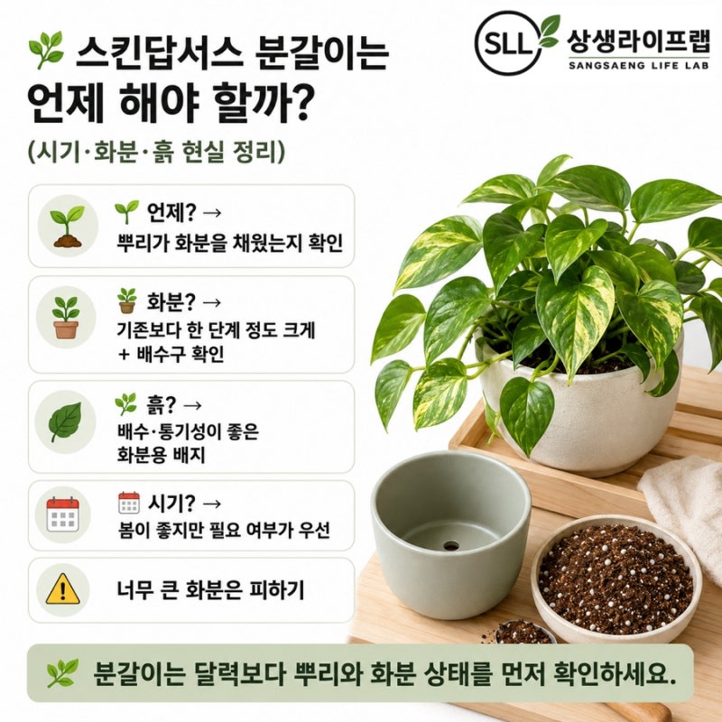 스킨답서스 분갈이는 언제 해야 할까?(시기·화분·흙 현실 정리)