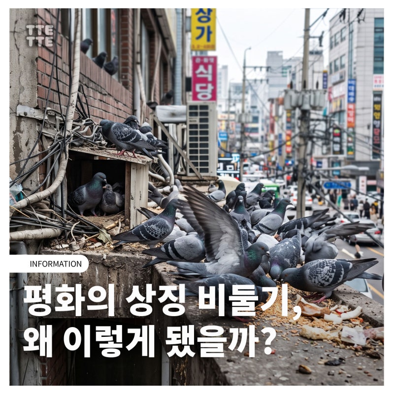 평화의 상징에서 도심의 무법자로: 비둘기가 둥지와 먹이로 도시를 정복한 비결