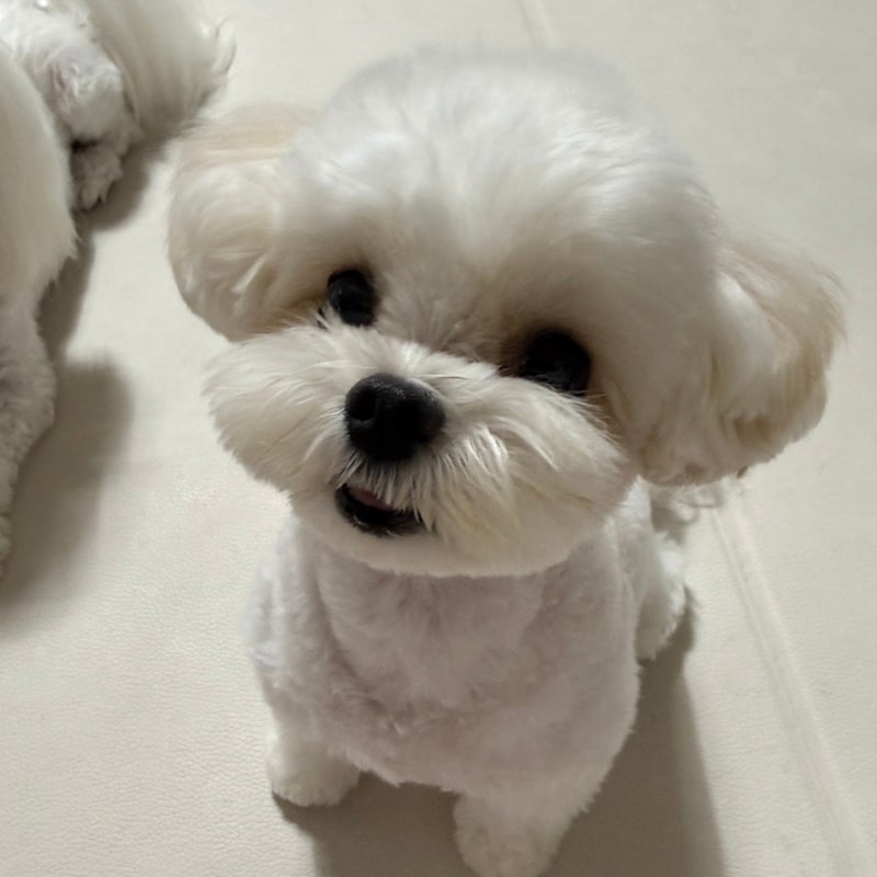 강아지 십자인대 파열 증상, 단순히 삐끗한걸까?