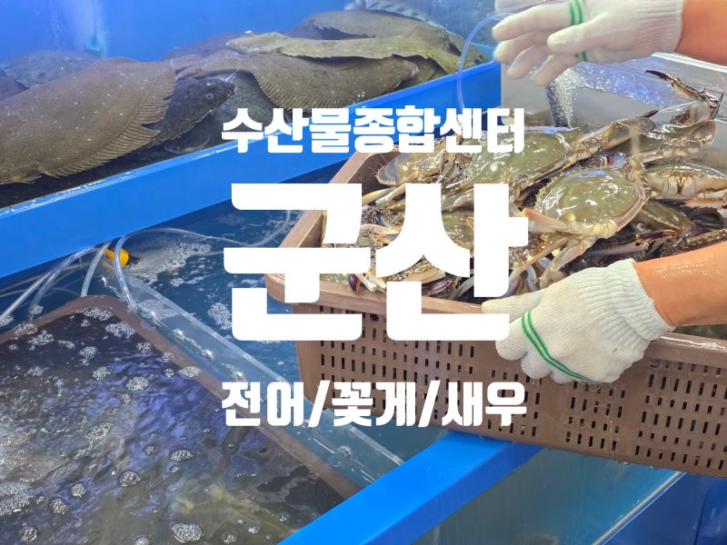 [군산가볼만한곳] 바가지없는 군산수산물종합센터 가격/저렴한/주차정보 ,가을전어/대하/꽃....
