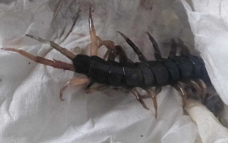 지네에 물렸을 때 증상 및 대처법 "실제 사례"