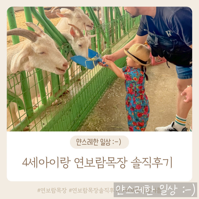 김포 4살아이랑 가볼만한곳 연보람목장 솔직후기