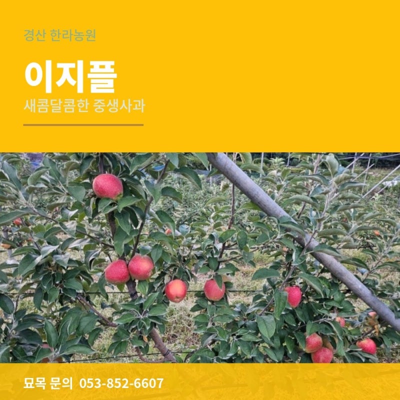 새콤달콤한 중생사과 이지플