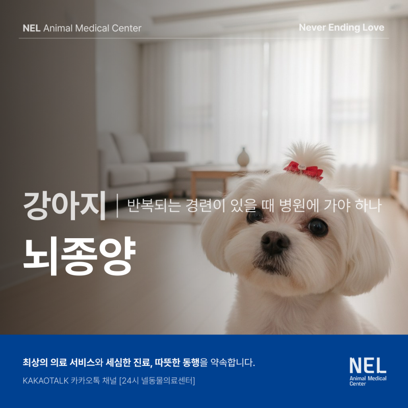 강아지 뇌종양, 처음 경련이 생겼다면 확인해야할 부분