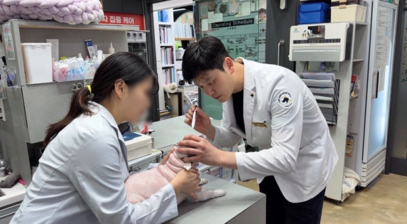 강아지 각막궤양, 같은 진단이라도 치료가 달라지는 이유