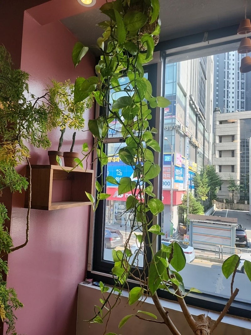 스킨답서스 수경재배 5년, 물에서 키웠더니 창가의 초록 커튼이 됐어요