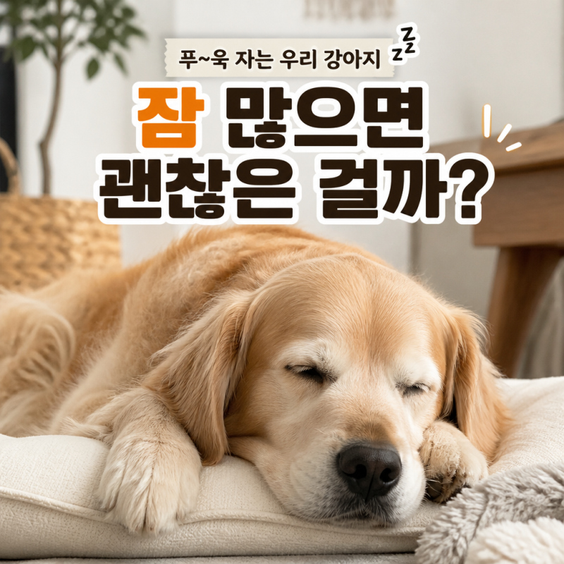 강아지 평균수면시간은 얼마나 될까요? 연령별 수면시간과 잠이 많을 때 확인할 점