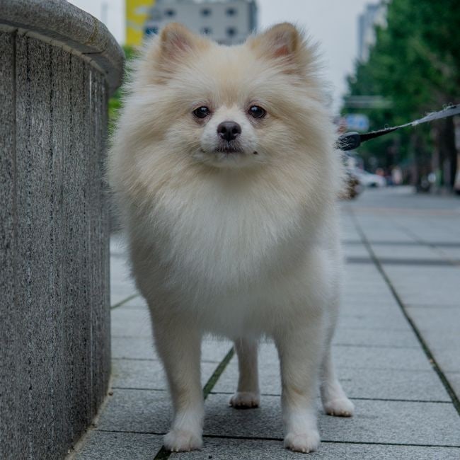 강아지 슬개골 탈구 초기 증상, 소형견 보호자가 놓치는 신호