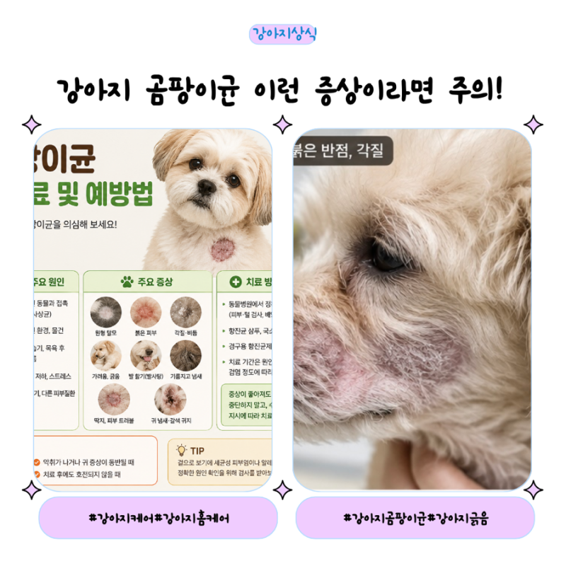 강아지 곰팡이균 원인과 증상, 피부병 치료부터 예방법까지 총정리
