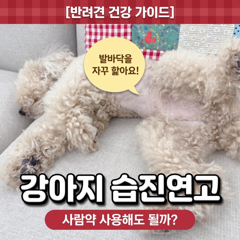강아지 습진연고 사람약 사용해도 될까?