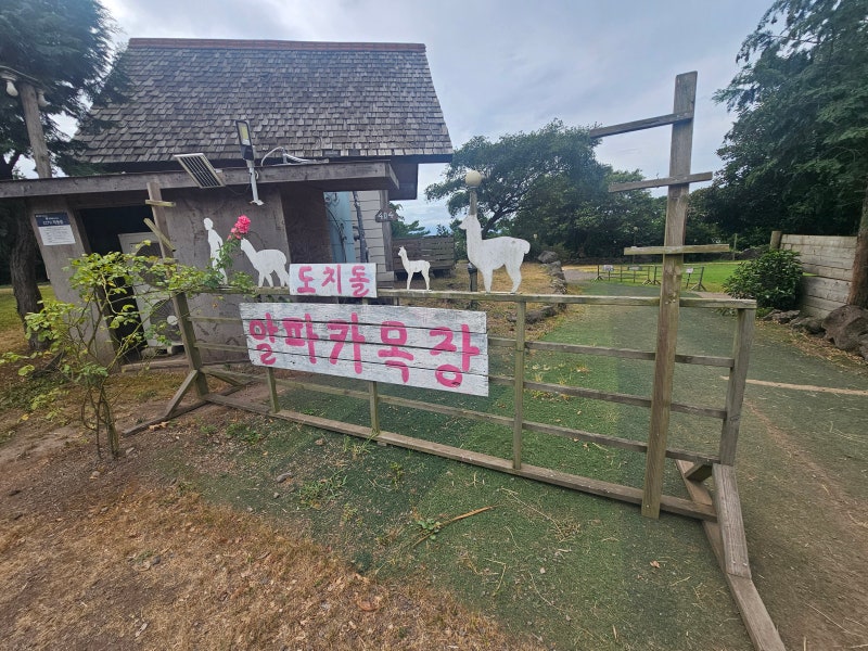 제주도 알파카목장 도치돌목장 먹이주기 체험 애월 가볼만한곳