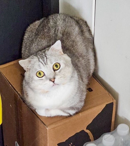 집사야 내 말 들려? 고양이 울음소리 종류 7가지로 읽는 냥이 속마음