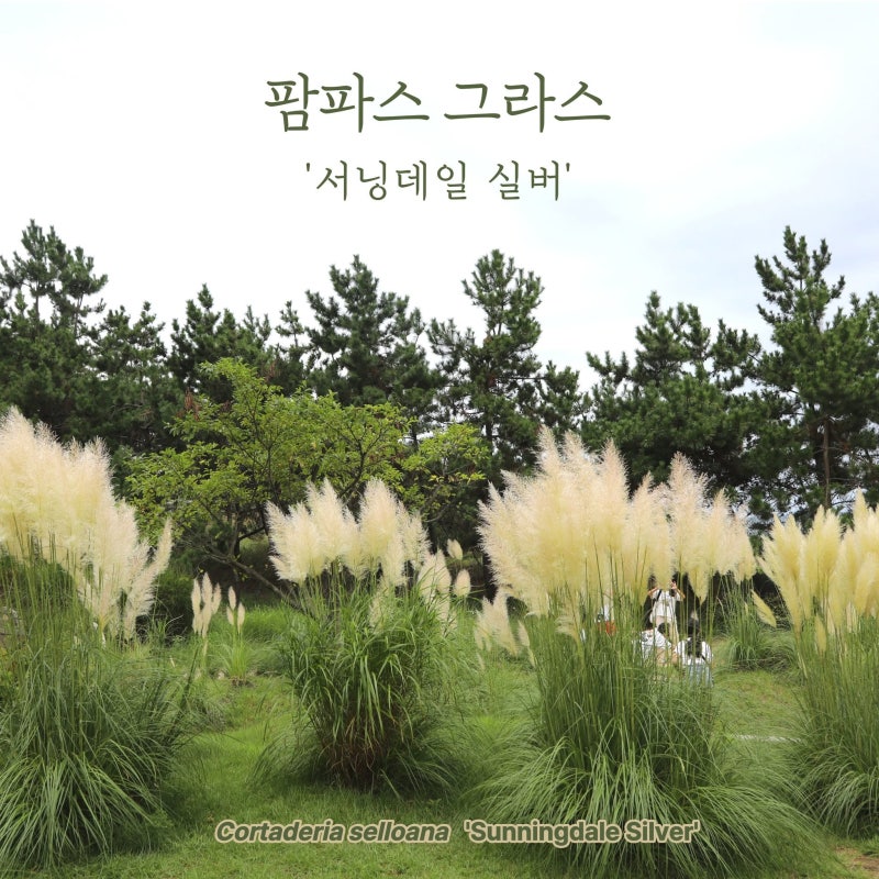천리포수목원 팜파스그라스 지금 볼 수 있을까? 태안 가볼만한곳 입장료 총정리