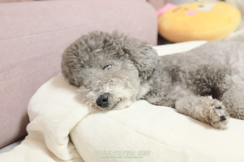 강아지 광견병 주사, 매년 맞아야 할까? 주기 비용 부작용