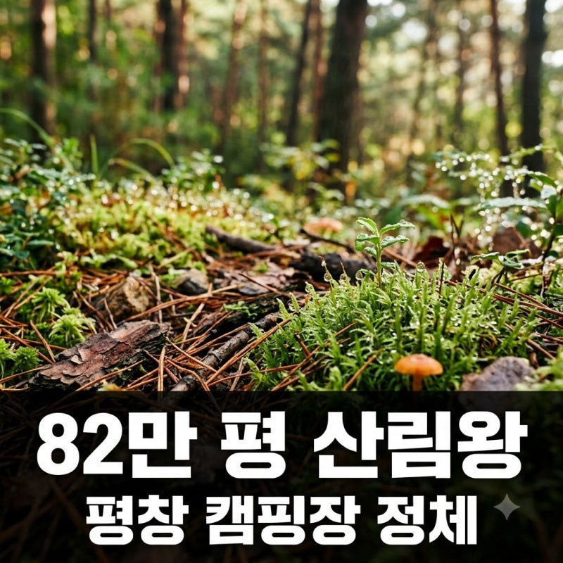 "82만 평 산의 주인?" 서장훈도 놀란 이웃집 백만장자 캠핑장 정체