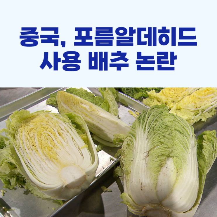 중국 <b>배추</b>, 방부제 <b>포름알데히드</b> 사용 논란!