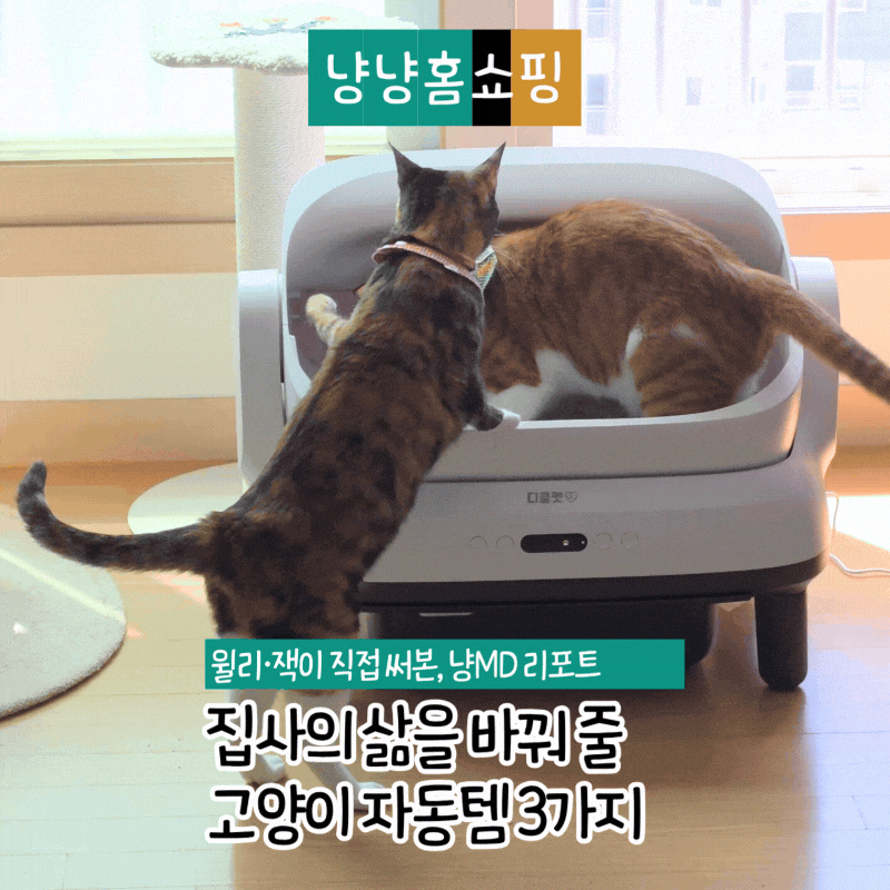 고양이 자동화장실 정수기 급식기 추천! 집사의 삶이 달라지는 자동템 3가지