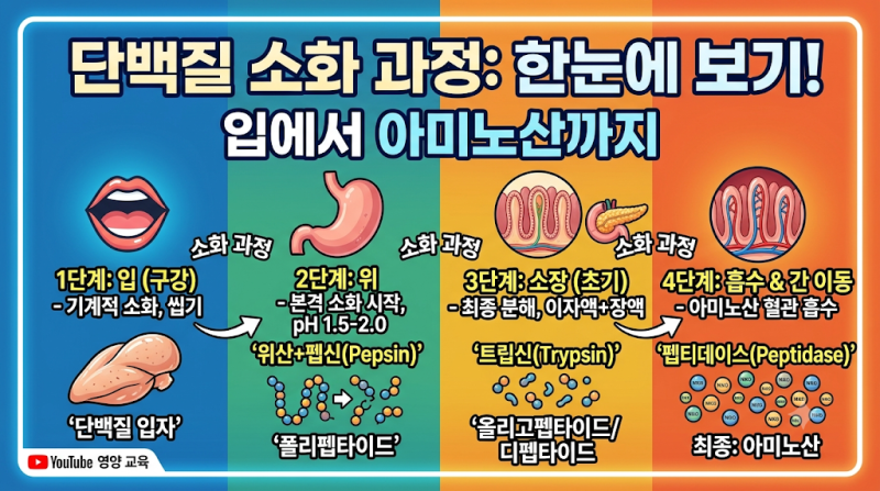 단백질의 소화과정과 단백질 분해효소의 특징 및 작용
