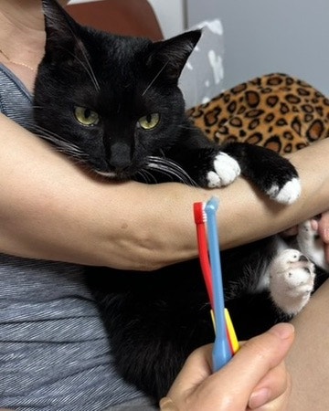 고양이 구내염 초기증상, 밥 앞에서 망설이면 의심하세요